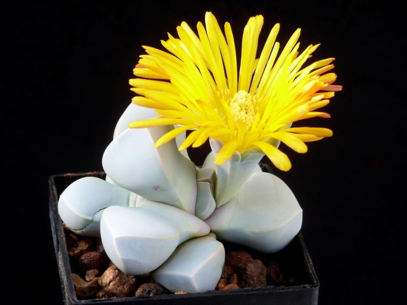 Motherplant with flower